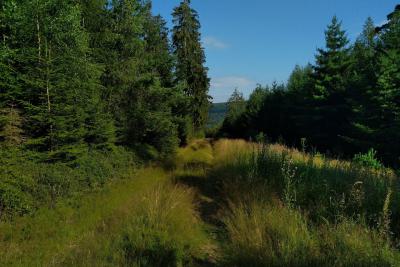 Trail auf der Mountainbikestrecke 9 in der Rhön