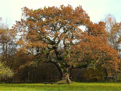 Tausendjährige Eiche bei Reith in der Rhön
